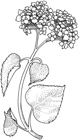 Lilac Branch Coloring Page